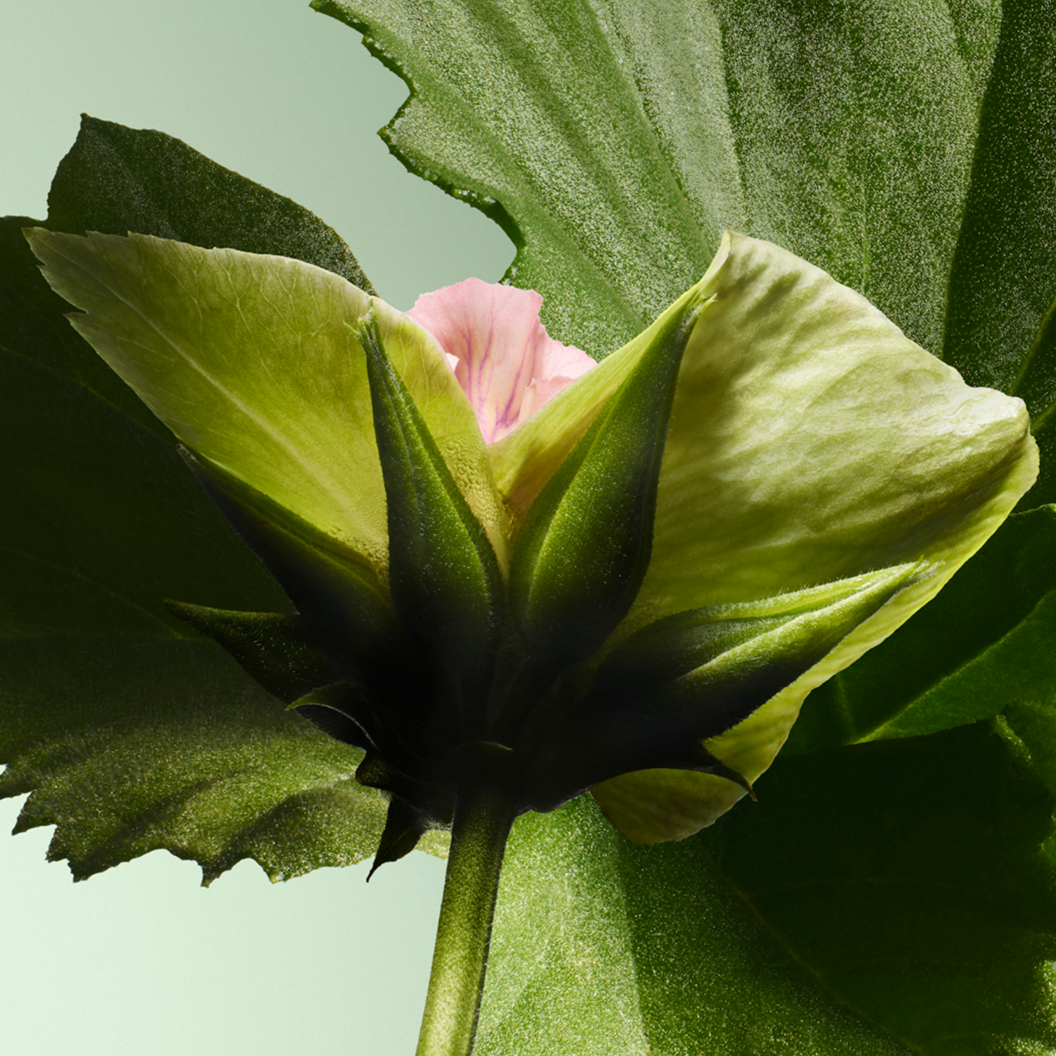 PARADIGME EAU DE PARFUM